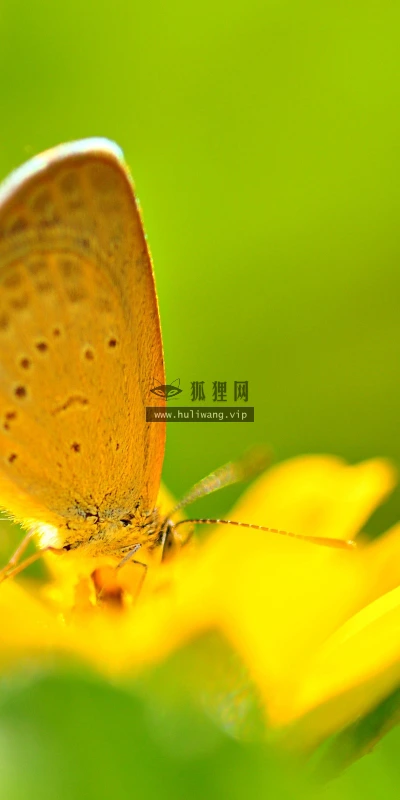 【10169】动物壁纸 蝴蝶  2K 高清壁纸2560_1600@青蛙壁纸-笨猫小站
