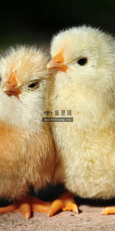 【10172】动物壁纸 小鸡 摄影  2K 高清壁纸2560_1600@青蛙壁纸-笨猫小站