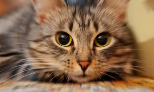 【10175】动物壁纸 宠物 猫咪  2K 高清壁纸2560_1600@青蛙壁纸-笨猫小站