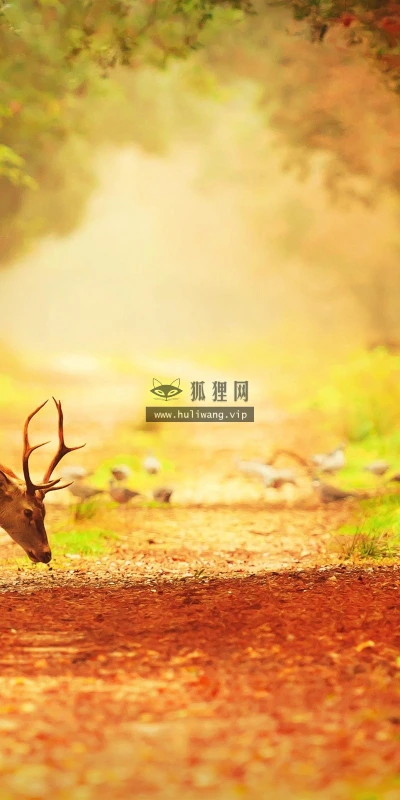 【10176】动物壁纸 鹿  2K 高清壁纸2560_1600@青蛙壁纸-笨猫小站