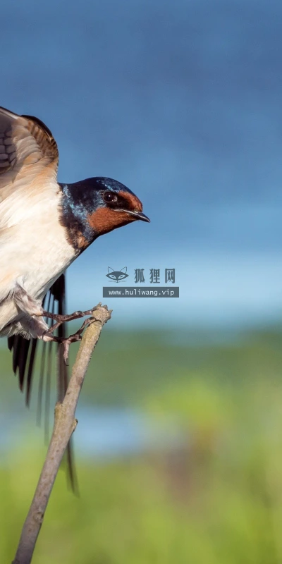 【10177】动物壁纸 动物世界 鸟类  2K 高清壁纸2560_1600@青蛙壁纸-笨猫小站