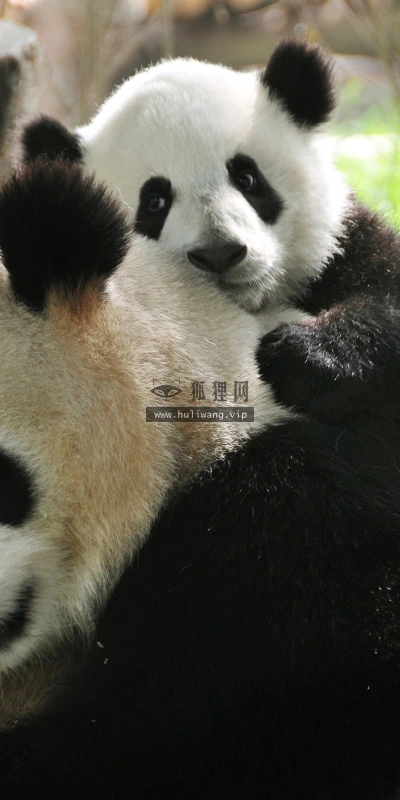 【10182】动物壁纸 熊猫  2K 高清壁纸2560_1600@青蛙壁纸-笨猫小站