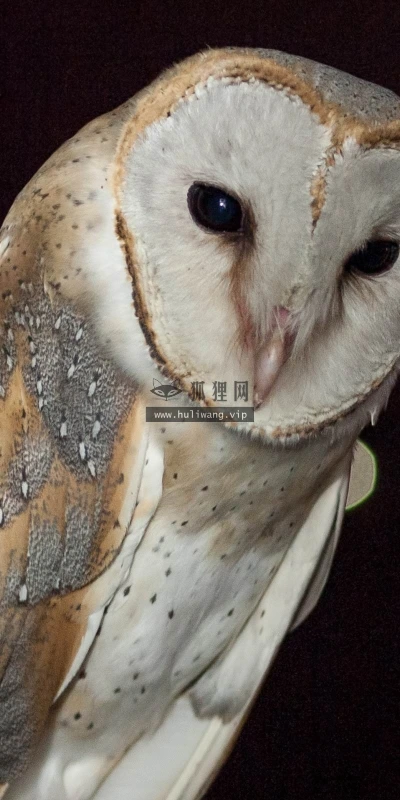 【10183】动物壁纸 猫头鹰  2K 高清壁纸2560_1600@青蛙壁纸-笨猫小站