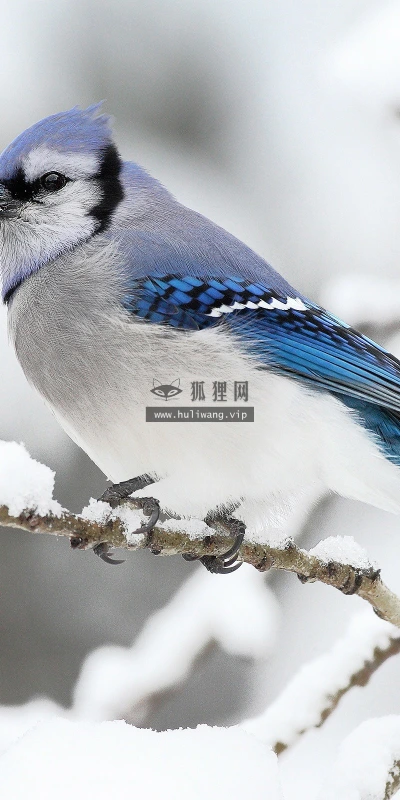 【10185】动物壁纸 鸟类 摄影  2K 高清壁纸2560_1600@青蛙壁纸-笨猫小站