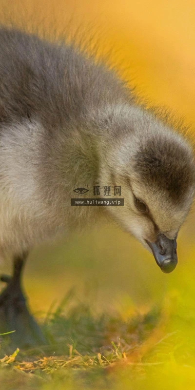 【10187】动物壁纸 藤壶小鹅  2K 高清壁纸2560_1600@青蛙壁纸-笨猫小站