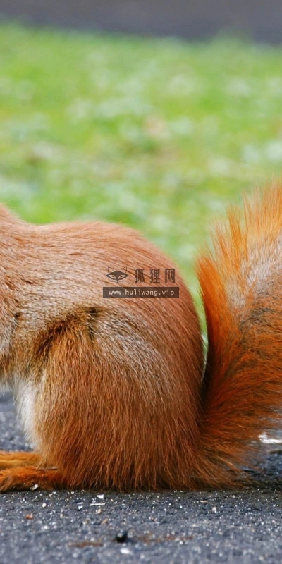 【10227】动物壁纸 松鼠  2K 高清壁纸2560_1600@青蛙壁纸-笨猫小站