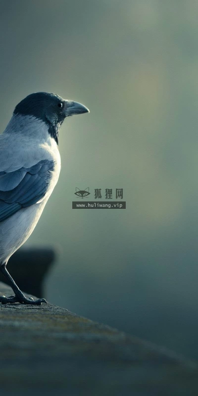 【10233】动物壁纸 乌鸦  2K 高清壁纸2560_1600@青蛙壁纸-笨猫小站