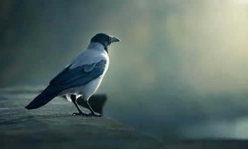 【10233】动物壁纸 乌鸦  2K 高清壁纸2560_1600@青蛙壁纸-笨猫小站