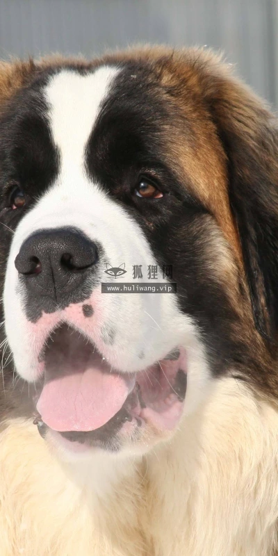 【10234】动物壁纸 伯纳德 狗  2K 高清壁纸2560_1600@青蛙壁纸-笨猫小站