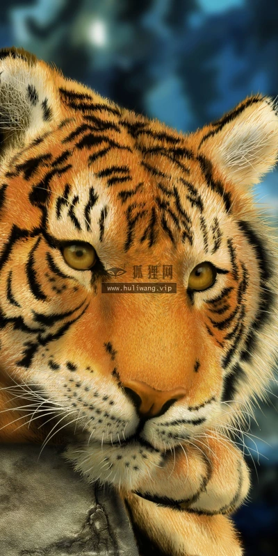 【10236】动物壁纸 孟加拉虎 摄影  2K 高清壁纸2560_1600@青蛙壁纸-笨猫小站