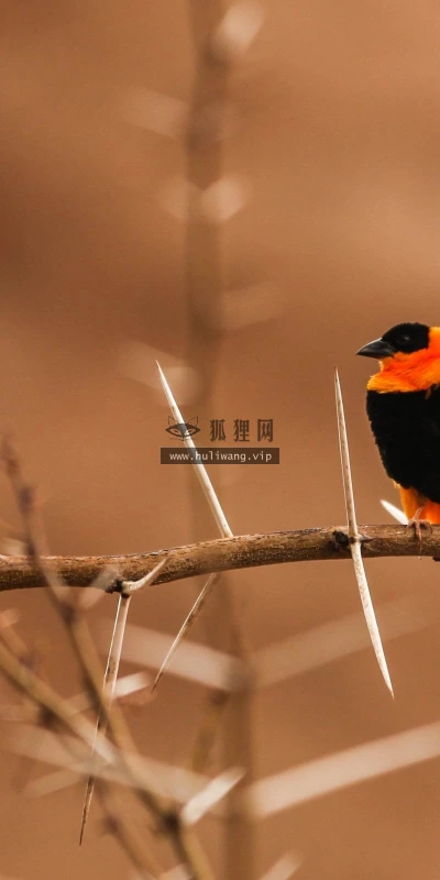 【10238】动物壁纸  鸟类  2K 高清壁纸2560_1600@青蛙壁纸-笨猫小站