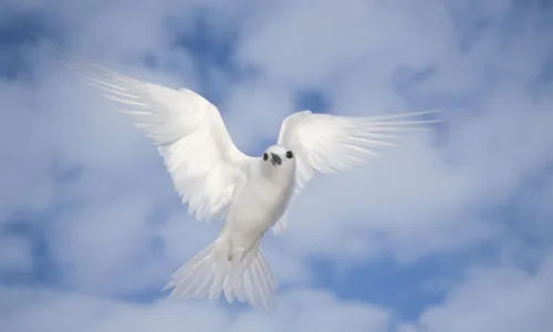 【10239】动物壁纸  鸟类  2K 高清壁纸2560_1600@青蛙壁纸-笨猫小站