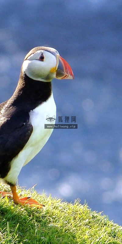 【10240】动物壁纸  鸟类 角海鹦  2K 高清壁纸2560_1600@青蛙壁纸-笨猫小站