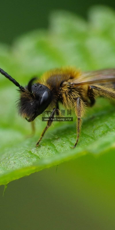 【10246】动物壁纸 蜜蜂 昆虫  2K 高清壁纸2560_1600@青蛙壁纸-笨猫小站