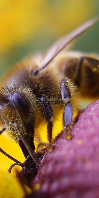【10247】动物壁纸 蜜蜂 昆虫  2K 高清壁纸2560_1600@青蛙壁纸-笨猫小站