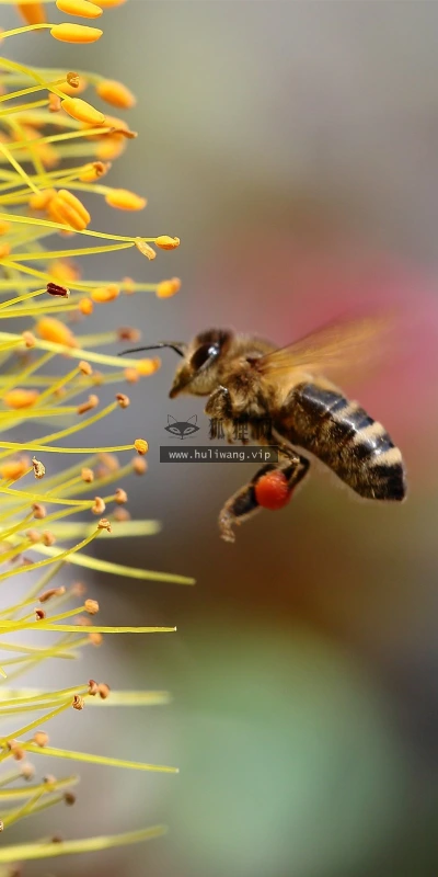 【10248】动物壁纸 蜜蜂 昆虫  2K 高清壁纸2560_1600@青蛙壁纸-笨猫小站