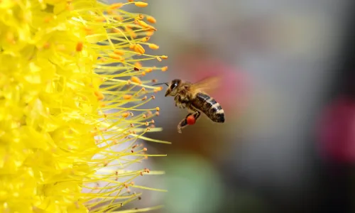 【10248】动物壁纸 蜜蜂 昆虫  2K 高清壁纸2560_1600@青蛙壁纸-笨猫小站