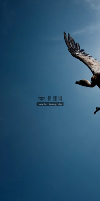 【10249】动物壁纸  鸟类  2K 高清壁纸2560_1600@青蛙壁纸-笨猫小站