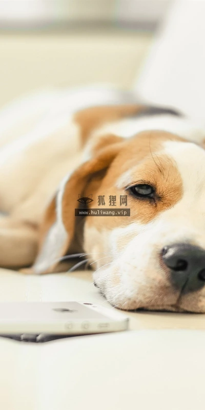 【10250】动物壁纸  比格尔犬  2K 高清壁纸2560_1600@青蛙壁纸-笨猫小站