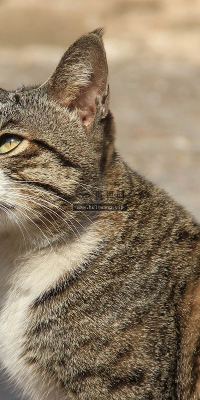【10256】动物壁纸 宠物 猫咪  2K 高清壁纸2560_1600@青蛙壁纸-笨猫小站