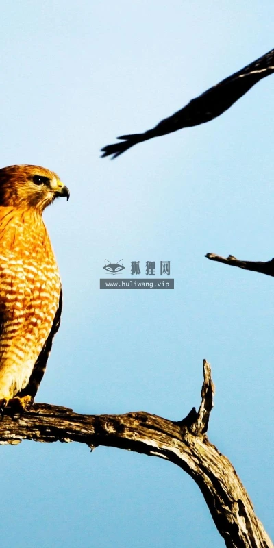 【10260】动物壁纸  2K 高清壁纸2560_1600@青蛙壁纸-笨猫小站