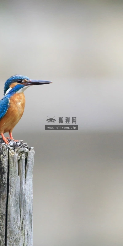 【10264】动物壁纸 翠鸟 摄影  2K 高清壁纸2560_1600@青蛙壁纸-笨猫小站
