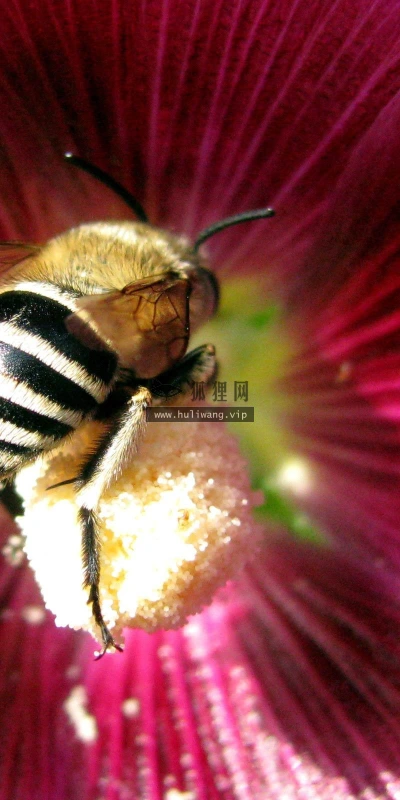 【10265】动物壁纸 蜜蜂 昆虫  2K 高清壁纸2560_1600@青蛙壁纸-笨猫小站