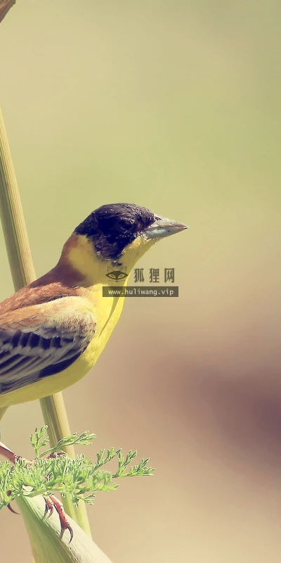 【10267】动物壁纸  2K 高清壁纸2560_1600@青蛙壁纸-笨猫小站