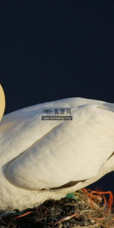 【10271】动物壁纸  鸟类  2K 高清壁纸2560_1600@青蛙壁纸-笨猫小站