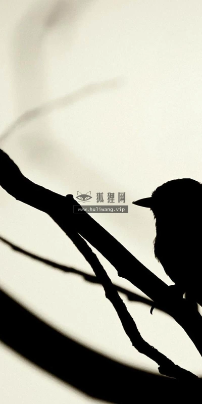 【10275】动物壁纸  2K 高清壁纸2560_1600@青蛙壁纸-笨猫小站