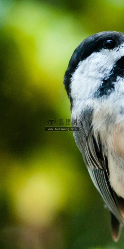 【10277】动物壁纸  2K 高清壁纸2560_1600@青蛙壁纸-笨猫小站