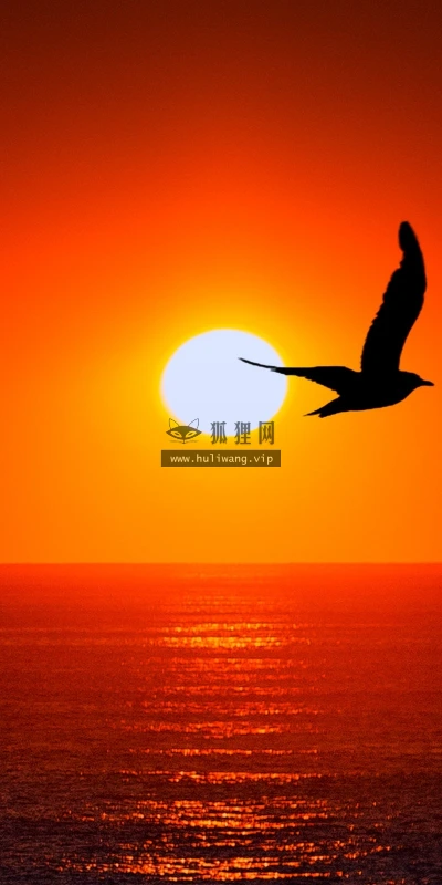 【10280】动物壁纸  2K 高清壁纸2560_1600@青蛙壁纸-笨猫小站