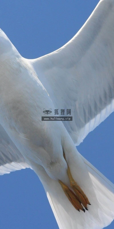 【10283】动物壁纸 鸟类  2K 高清壁纸2560_1600@青蛙壁纸-笨猫小站