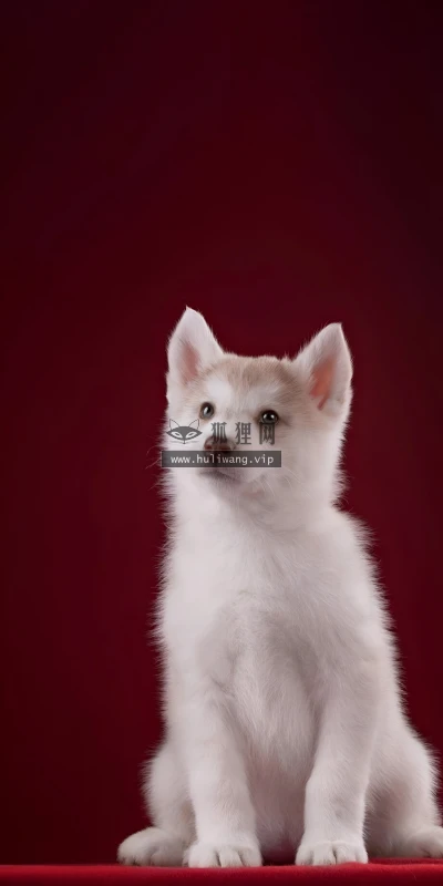 【10310】动物壁纸  4K 超清壁纸1842_4096@青蛙壁纸-笨猫小站