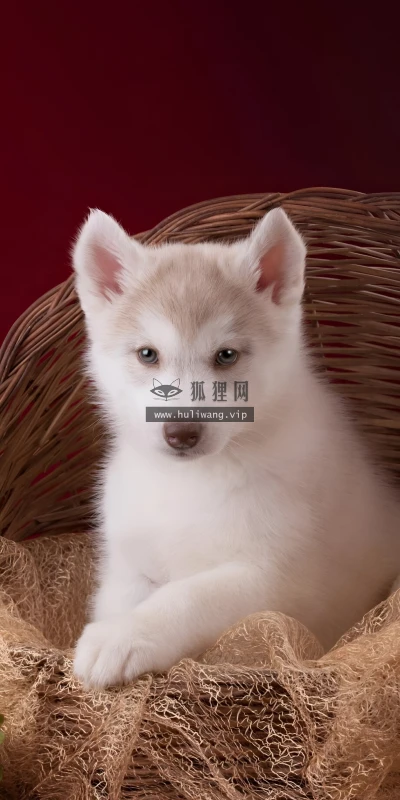 【10325】动物壁纸  4K 超清壁纸1842_4096@青蛙壁纸-笨猫小站
