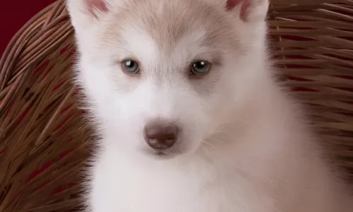 【10325】动物壁纸  4K 超清壁纸1842_4096@青蛙壁纸-笨猫小站