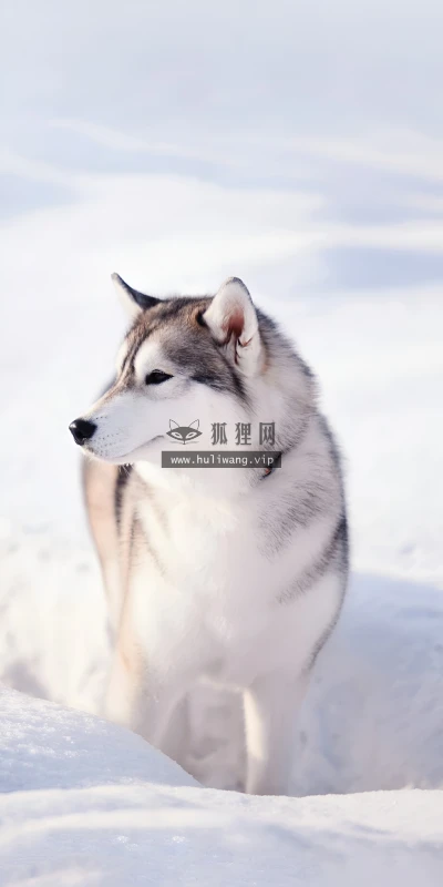 【10317】动物壁纸  4K 超清壁纸1842_4096@青蛙壁纸-笨猫小站