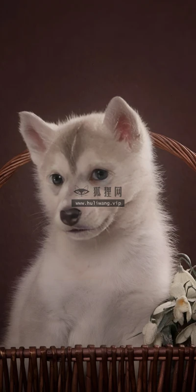 【10324】动物壁纸  4K 超清壁纸1842_4096@青蛙壁纸-笨猫小站