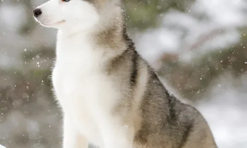 【10323】动物壁纸  4K 超清壁纸1842_4096@青蛙壁纸-笨猫小站