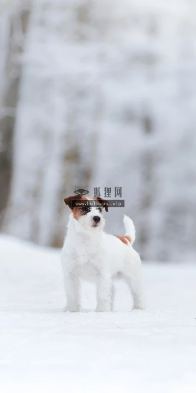 【10318】动物壁纸  4K 超清壁纸1842_4096@青蛙壁纸-笨猫小站