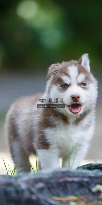 【10327】动物壁纸  4K 超清壁纸1842_4096@青蛙壁纸-笨猫小站