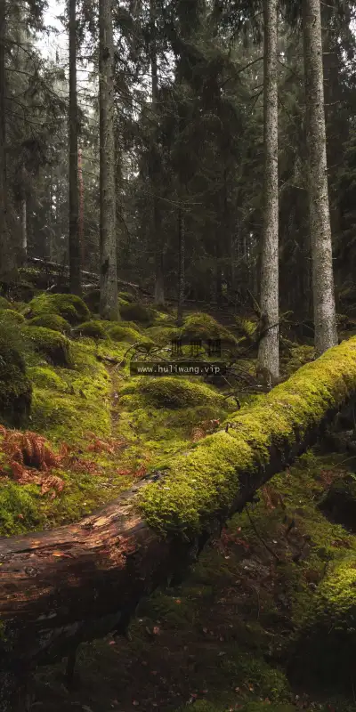 【10363】风景壁纸 森林  4K 超清壁纸1759_3811@青蛙壁纸-笨猫小站