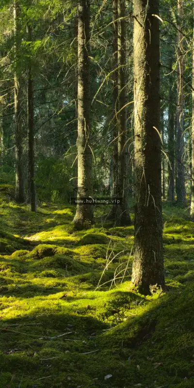 【10360】风景壁纸 森林  4K 超清壁纸1760_3812@青蛙壁纸-笨猫小站