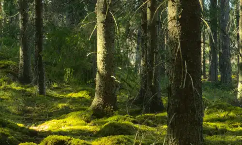 【10360】风景壁纸 森林  4K 超清壁纸1760_3812@青蛙壁纸-笨猫小站