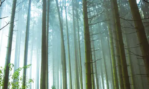 【10366】风景壁纸 森林  4K 超清壁纸1196_2592@青蛙壁纸-笨猫小站