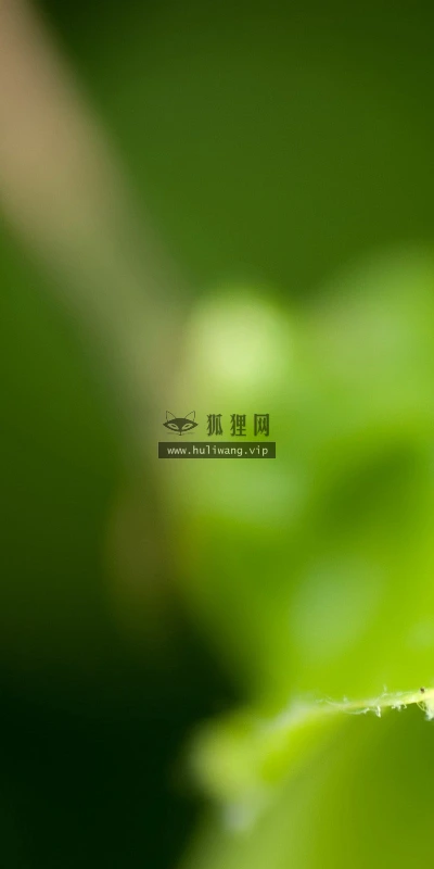 【10416】壁纸  2K 高清壁纸2560_1600@青蛙壁纸-笨猫小站