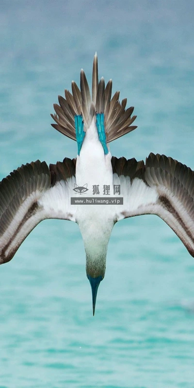 【10417】壁纸  2K 高清壁纸2560_1600@青蛙壁纸-笨猫小站