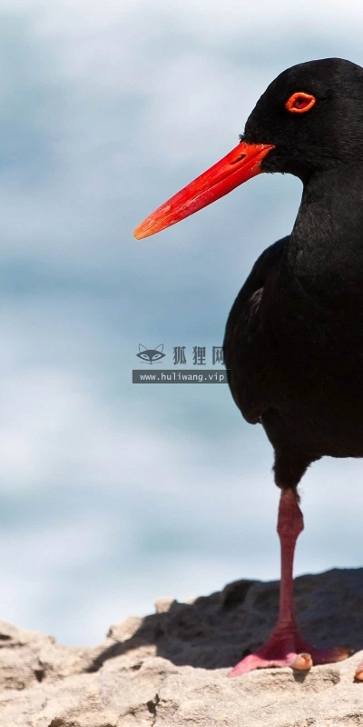 【10418】壁纸  2K 高清壁纸2560_1600@青蛙壁纸-笨猫小站