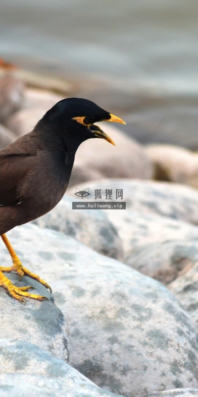 【10424】壁纸  2K 高清壁纸2560_1600@青蛙壁纸-笨猫小站