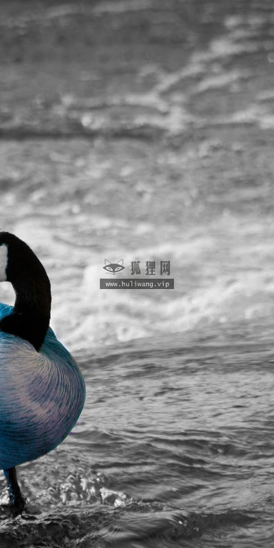 【10429】壁纸  2K 高清壁纸2560_1600@青蛙壁纸-笨猫小站